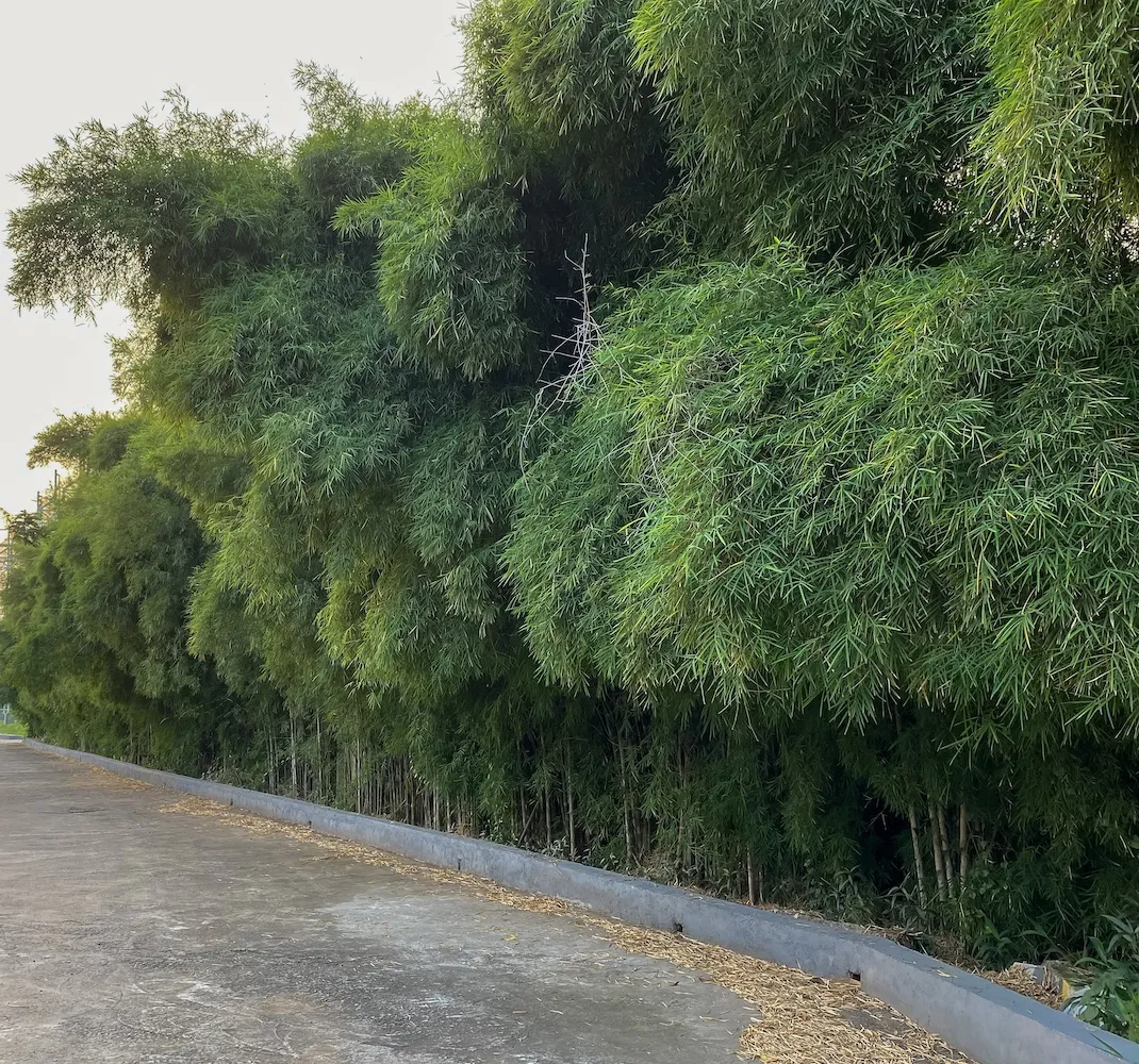 The path is surrounded by bamboo trees