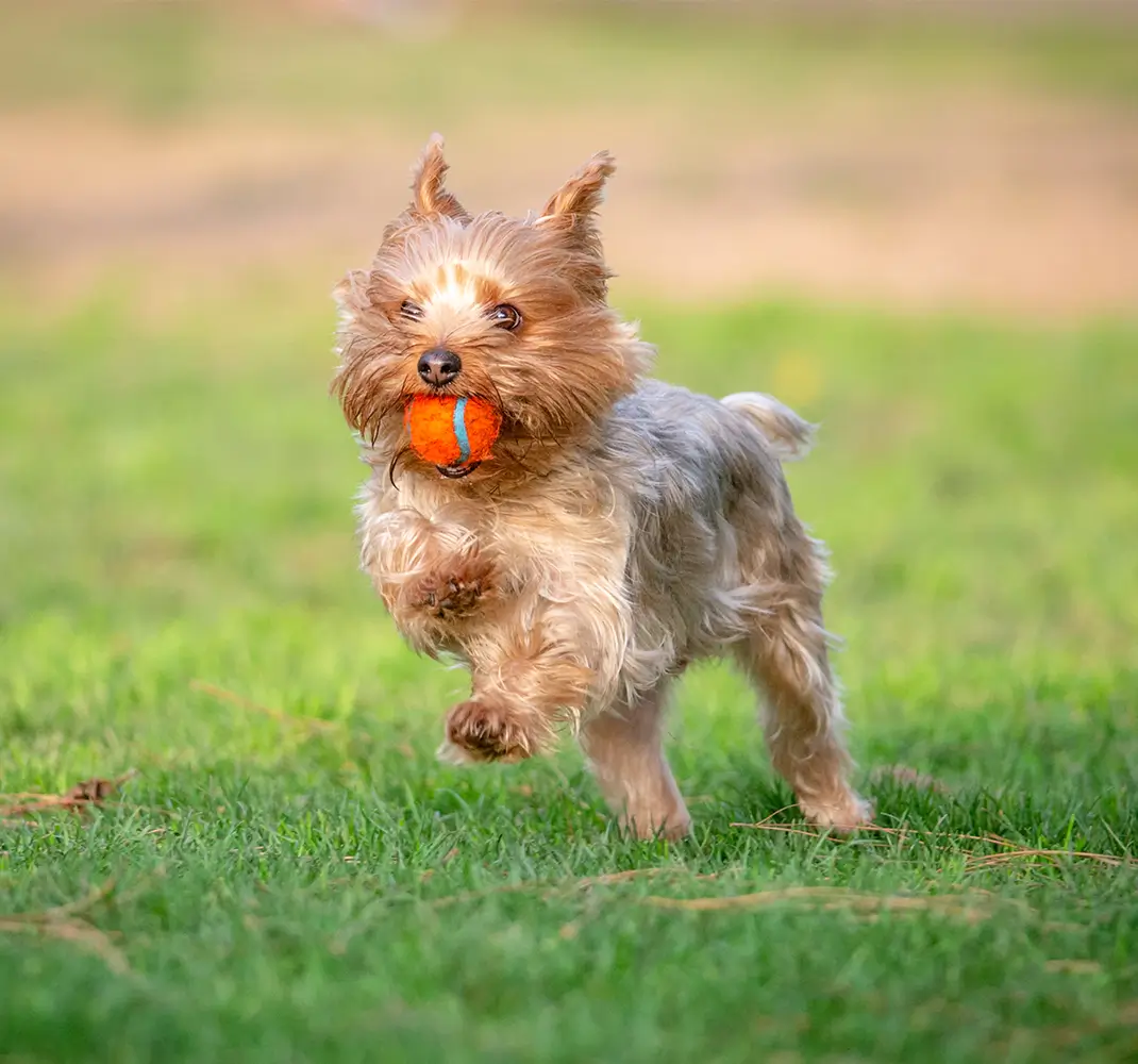 Dog running with a ball